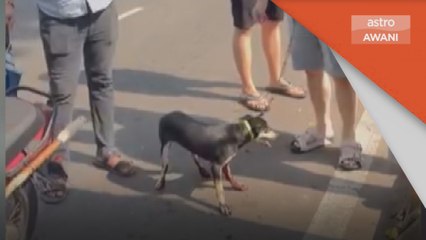 Warga emas seret anjing, ditahan polis