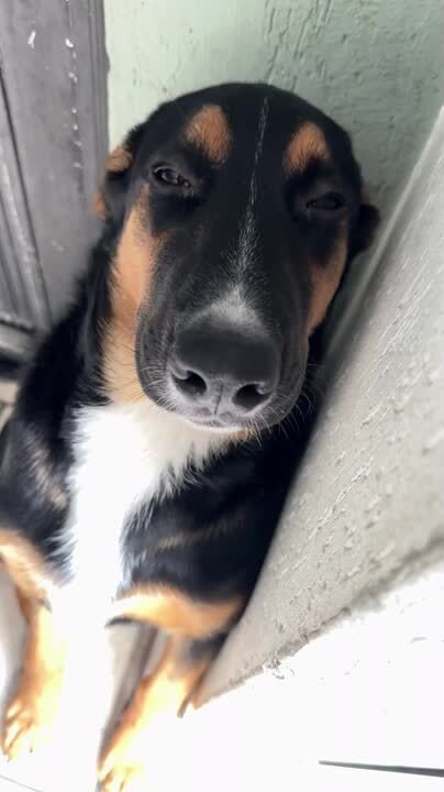 Dog Tears Open Medicine Bag and Then Pretends L...
