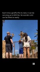 kid got lifted bu giraffe Meme Shorts Gone WILD! 😂🔥 Instant Laughs