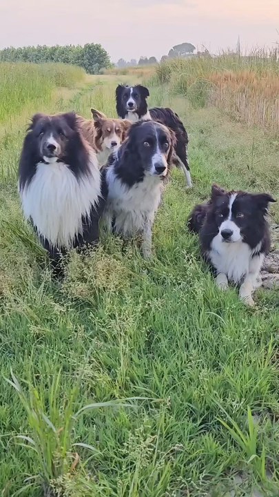 indian dogs