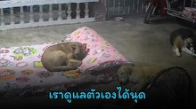 นุดเห็นเป็นอึ้ง น้องหมาง่วงก็ปูนอน ตื่นก็พับเก็บ จะเก่งเกินไปแล้ว