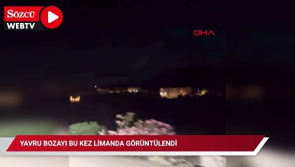 Yavru bozayı bu kez limanda görüntülendi