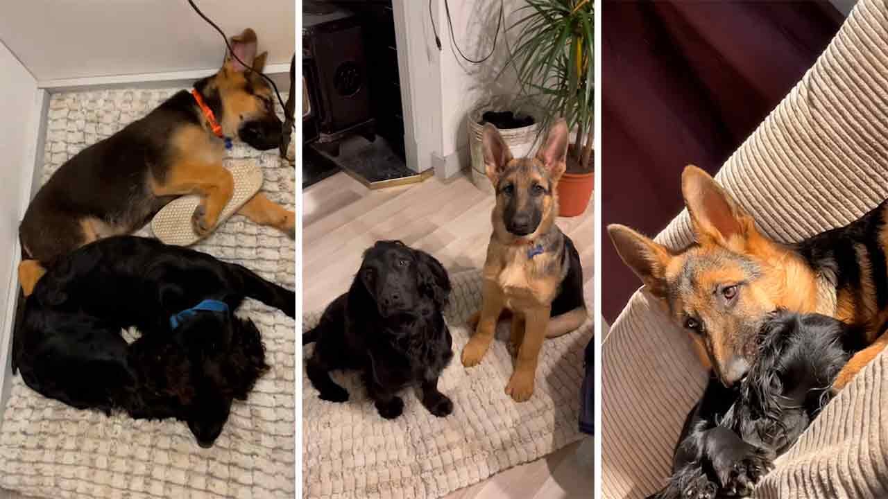 Virales Video zeigt heilende Freundschaft: Ängstlicher Cocker Spaniel bekommt einen Deutschen Schäferhund-Welpen