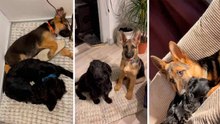 Virales Video zeigt heilende Freundschaft: Ängstlicher Cocker Spaniel bekommt einen Deutschen Schäferhund-Welpen