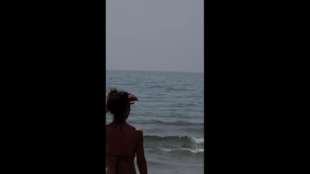 Delfini a pochi metri dalla riva, la sorpresa dei bagnanti sulla spiaggia di Anzio