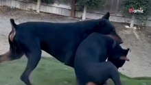 Hunde spielen im Garten, ohne die nahende Gefahr zu sehen: Millionen Menschen fiebern mit (Video)