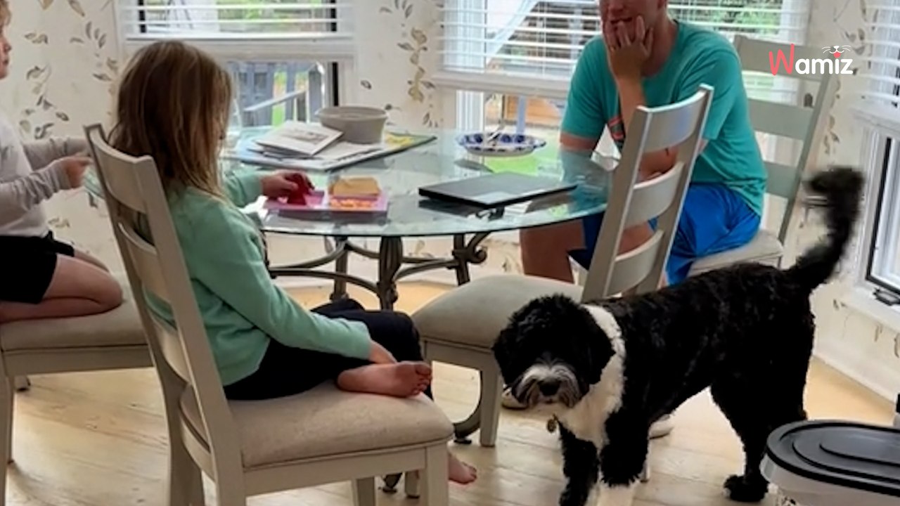 Ein Assistenzhund stoppt plötzlich vor einem kleinen Mädchen: Er weiß es vor allen anderen (Video)