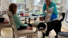 Ein Assistenzhund stoppt plötzlich vor einem kleinen Mädchen: Er weiß es vor allen anderen (Video)