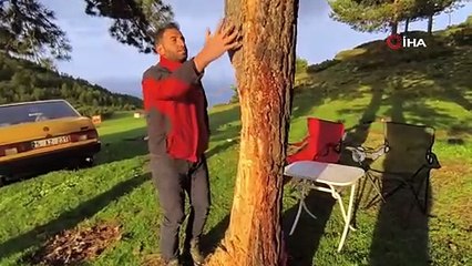 Asırlık çam ağaçları çıra için yontuluyor