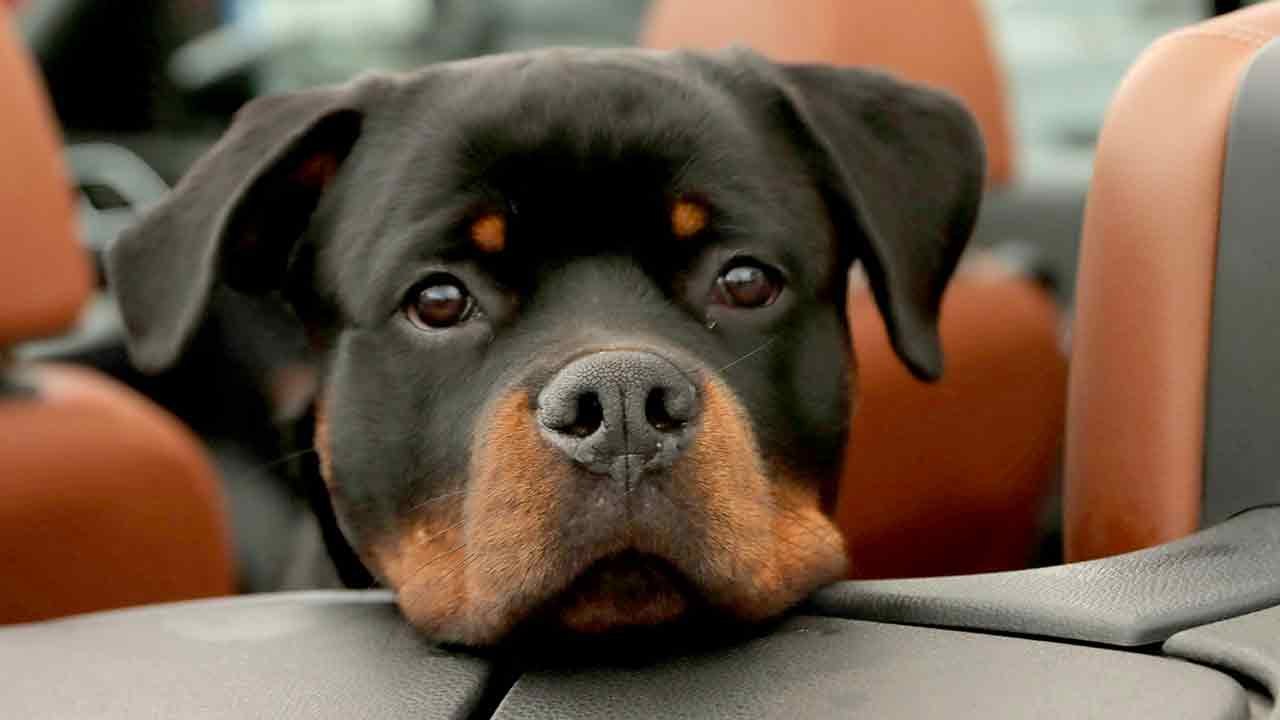 Hylende morsomt: sulten rottweiler prøver å stjele lunsjen til uoppmerksom eier