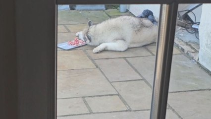Hungry magpie sneaks up on sleeping husky while fence pigeons observe