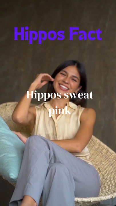 Hippos Funny Facts