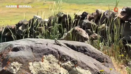 Ağrı Dağı eteklerinde nadir görülen Paralaudakia caucasia'yı görüntüledi: "Benimle göz teması kurdu"