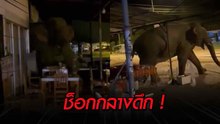 ช็อกกลางดึก ! ช้างป่าละอูบุกบ้าน พังประตูไม่กลัวคน เดินต่อเข้าบ้านหลังข้างเคียง