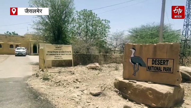 वन्यजीव गणना: गोडावण की बढ़ी संख्या, चिंकारा हिरणों के आंकड़े से भी जगी उम्मीद