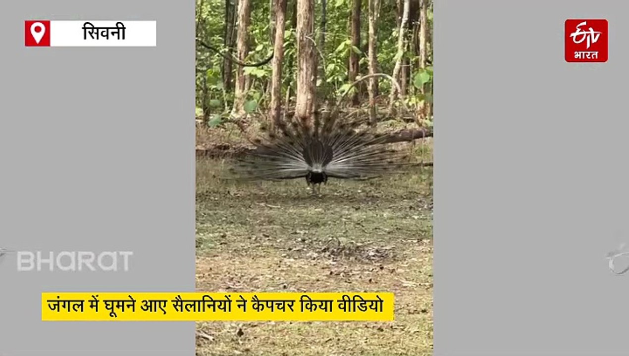 पेंच टाइगर रिजर्व में अद्भुत नजारा देख पर्यटक मंत्रमुग्ध, देखें दुर्लभ वीडियो