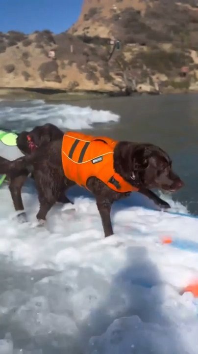 Dogs Surf on Beach