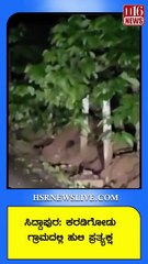 ಸಿದ್ದಾಪುರ- ಕರಡಿಗೋಡು ಗ್ರಾಮದಲ್ಲಿ ಹುಲಿ ಪ್ರತ್ಯಕ್ಷ | Tiger sighted in Siddapura-Karadigodu village