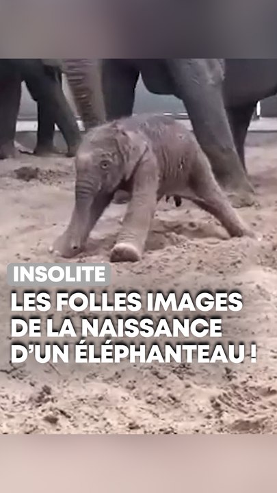 Images rares de la naissance d’un éléphanteau