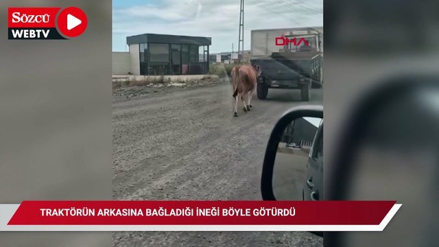 İneği traktörün arkasına bağladı böyle götürdü