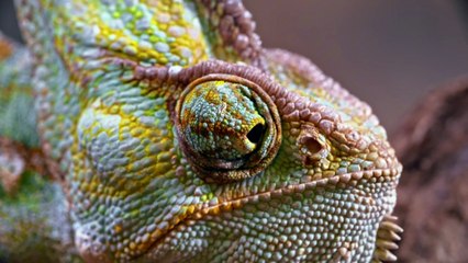 Conexão Animal N•1