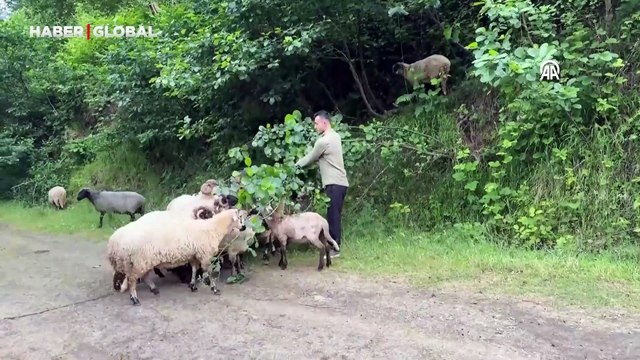 Bacağı kırılan kuzu takılan platin sayesinde yürümeye başladı