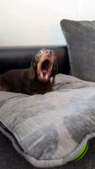 Dog vs “Shhh!” 😂 | Reacția Câinelui la Liniște