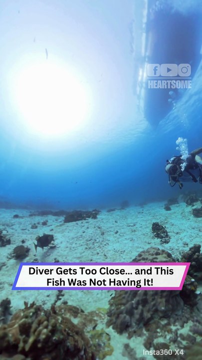 Diver Too Busy With Camera—Grumpy Fish Launches Sneak Attack!