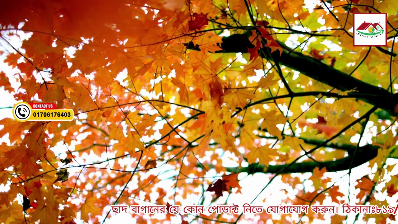 ছাদবাগানের গাছ বড় হচ্ছে না? পাতা হলুদ হওয়ার প্রধান কারণ জানুন! | Rooftop Gardening Tips Bangla