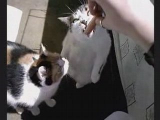 Tibou & Lilou Cirque