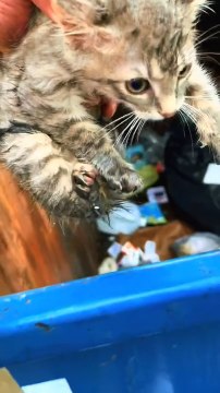 Man Rescues Abandoned Kitten From Dumpster
