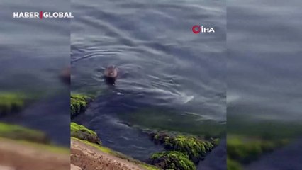 Tekirdağ'da su samuru, kendinden büyük balığı avlarken görüntülendi