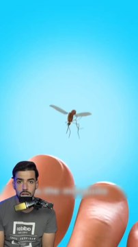 Moustique pond des larves