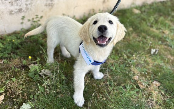 La première école de chiens guides d'aveugles du Centre-Val de Loire ouvre ses portes à Orléans
