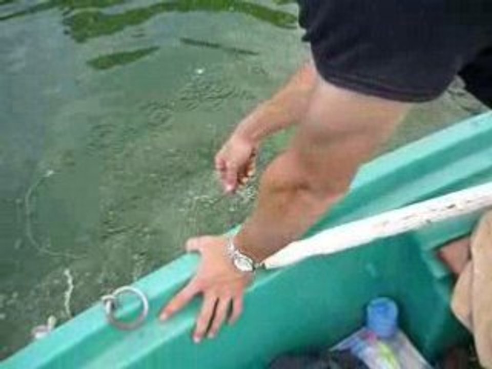 Bataille avec le black-bass