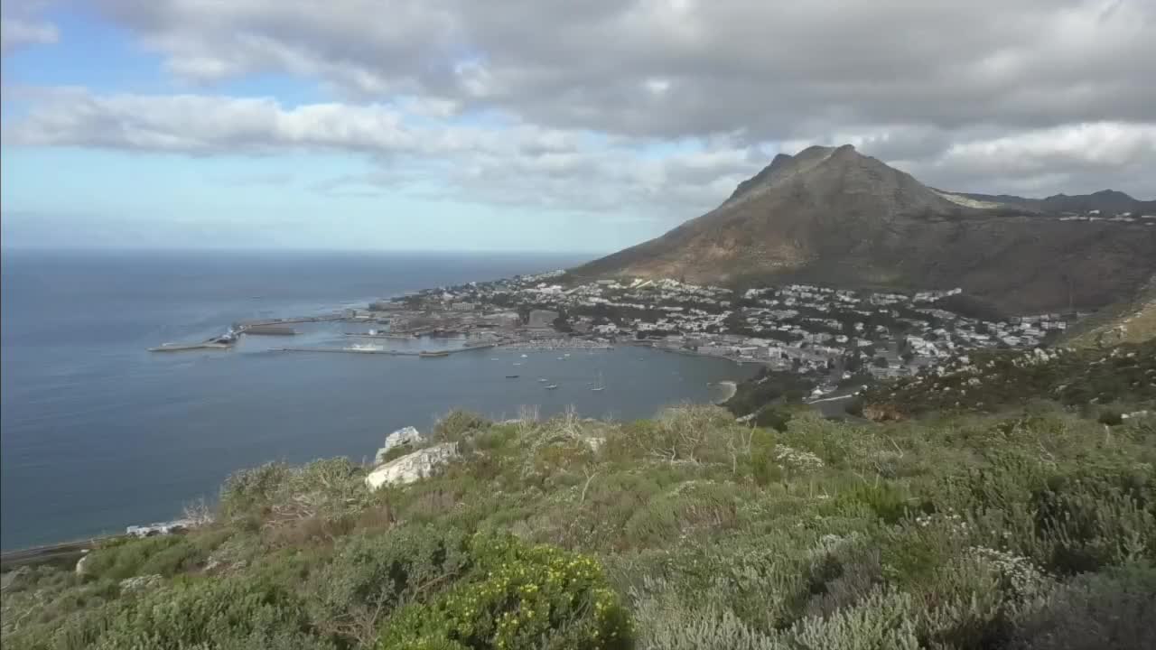 South African Town Overrun by Baboons Treating It Like Their Personal Airbnb.mp4