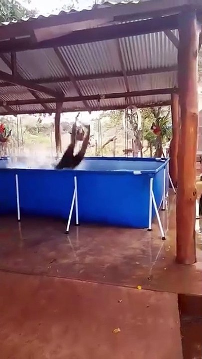 Funny video