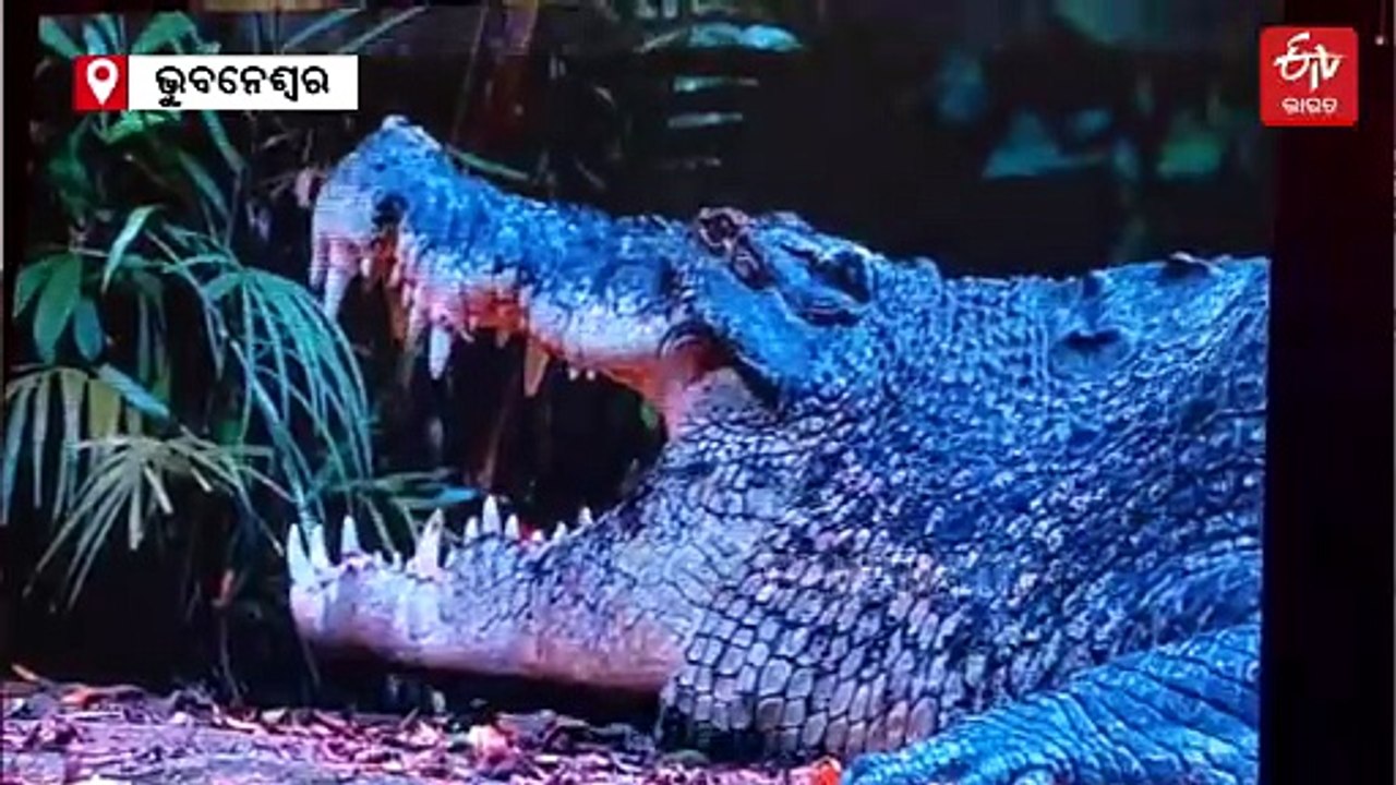 ଓଡ଼ିଶାରେ କୁମ୍ଭୀର ସଂରକ୍ଷଣକୁ ୫୦ ବର୍ଷ, ଜାଣନ୍ତୁ କଣ ରହିଛି ଯୋଜନା