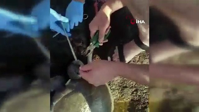 Misina yutan caretta ekiplerin müdahalesiyle hayata döndü