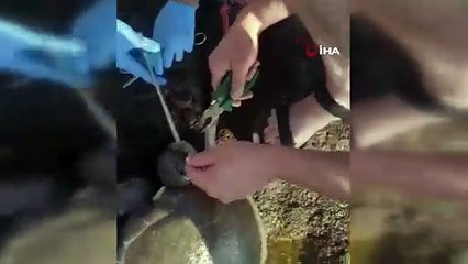 Misina yutan caretta ekiplerin müdahalesiyle hayata döndü