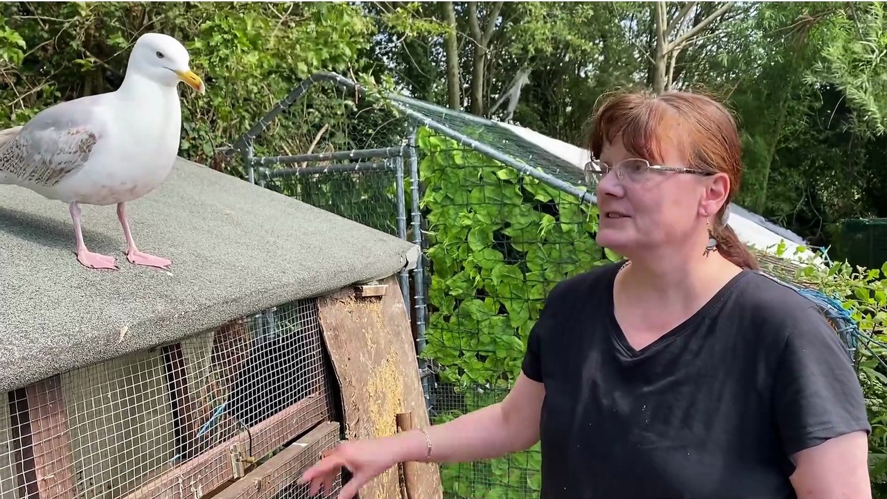 Meet the woman rescuing poorly seagull chicks from her back garden off her own dime