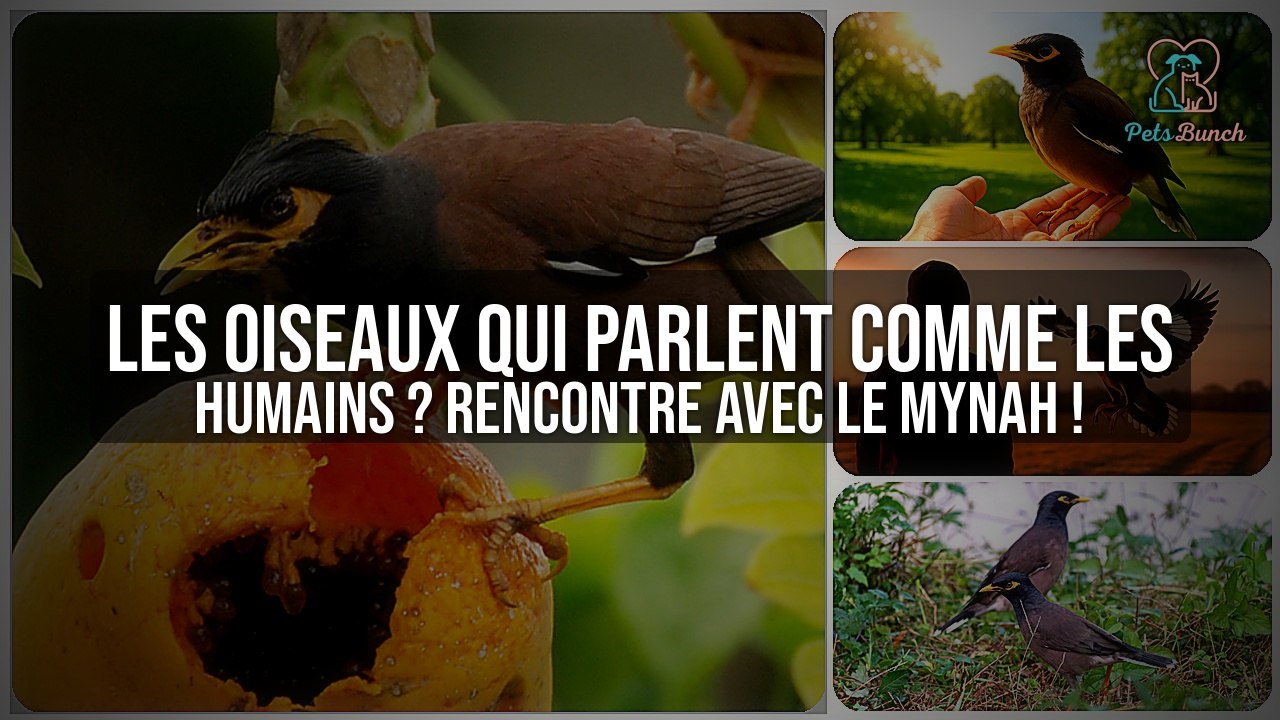 Les oiseaux qui parlent comme les humains ? Rencontre avec le Mynah, l ...