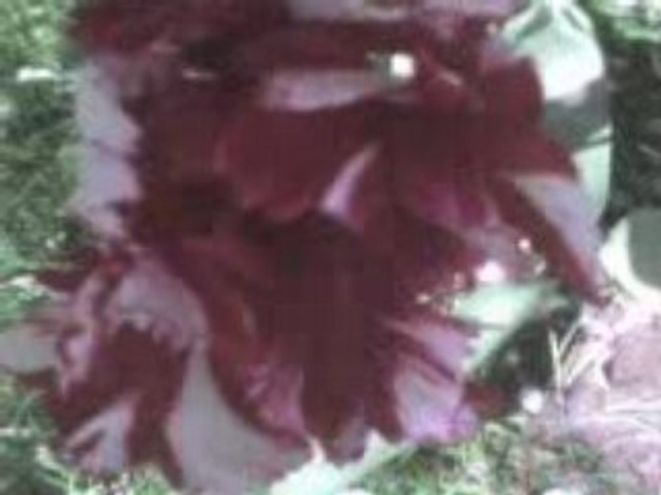 Visite du jardin