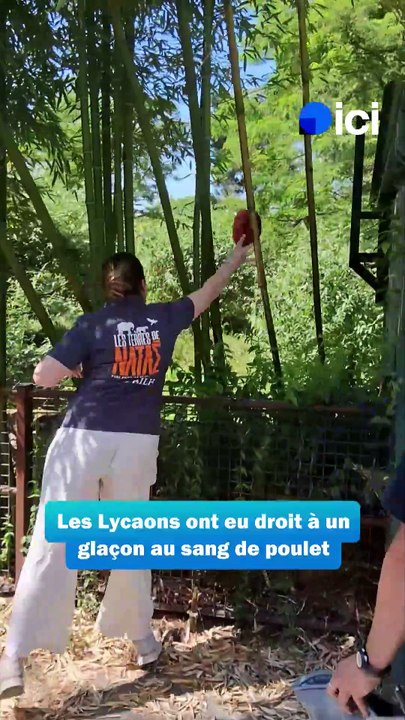 Fortes chaleurs : des glaces pour les animaux des Terres de Nataé