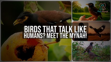 Birds That Talk Like Humans? Meet the Intelligent Mynah!