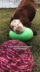 Giant Bull Plays Fetch Like a Puppy — And Gets the Sweetest Surprise Ever 🥹❤️