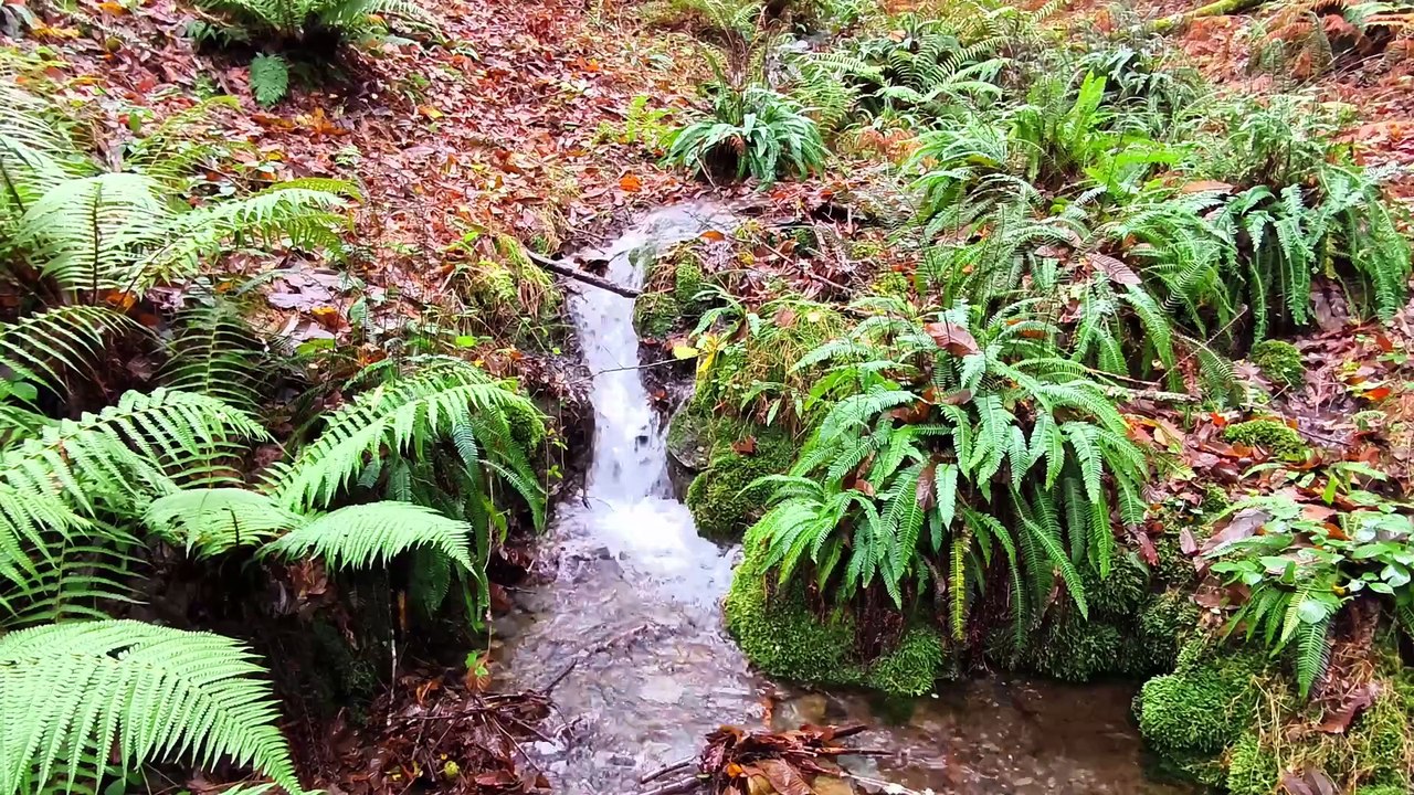 Mismo Lugar, En Otra Epoca |#16| (Parte 1) Otoño En Spain
