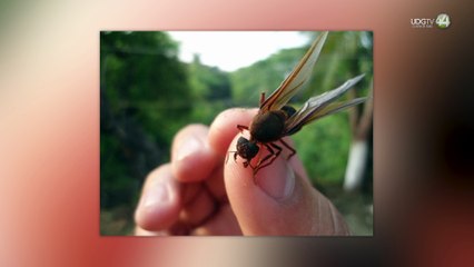 Chicatanas: las hormigas aladas que salen cuando inician las lluvias