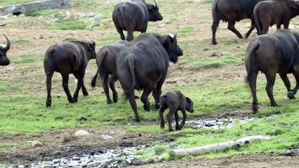 Massive Horns and Majestic Looks—Can You Guess This African Animal?.mp4