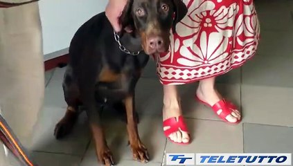 Video News - Ats: cresce il numero dei gatti abbandonati